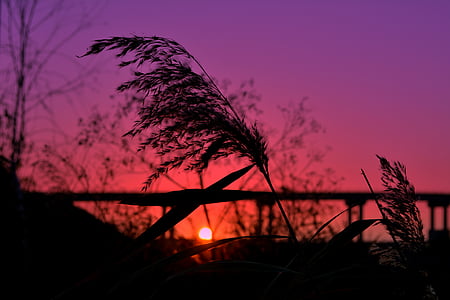 silhouette photography of wheat thumbnail