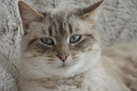 close-up photo of silver tabby cat thumbnail