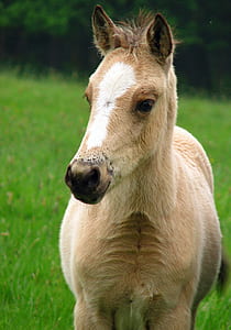 brown and white horse on green grass field during daytime thumbnail