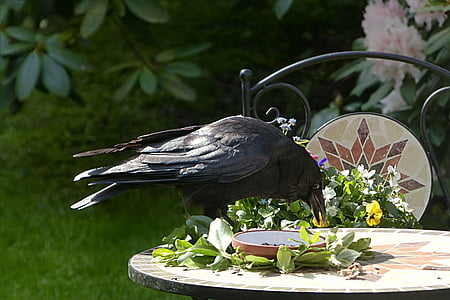 crow on table thumbnail