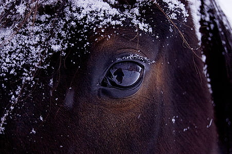 closeup photography of horse's eye thumbnail