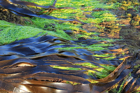 seaweed, kelp, nature, texture, marine, algae thumbnail