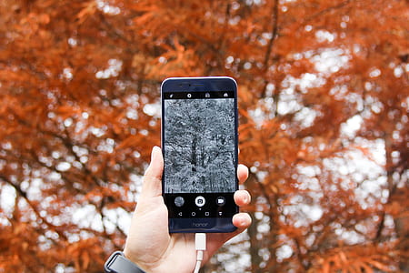 person taking photo of tree using smartphone thumbnail