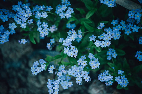 blue petaled flowers thumbnail