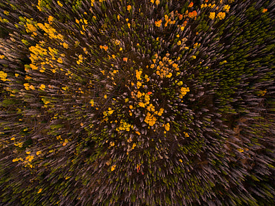 bird's-eye view photo of tall trees and yellow petaled flower thumbnail