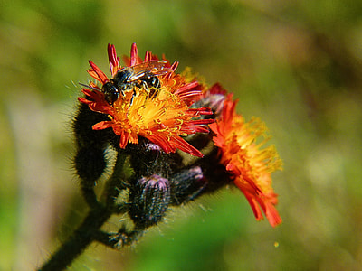 Orange Hawkweed, Orange Red King Devil thumbnail