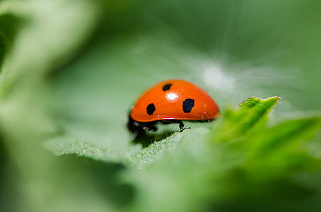 animal, plant, leaf, blur thumbnail
