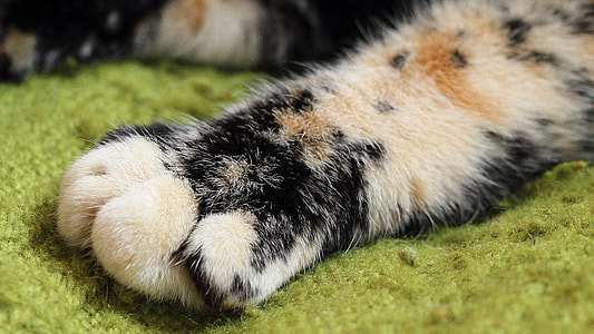 focus photography of calico cat's paw thumbnail