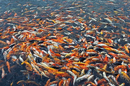 school of koi thumbnail