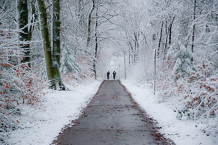 two person walking on pathway between trees thumbnail
