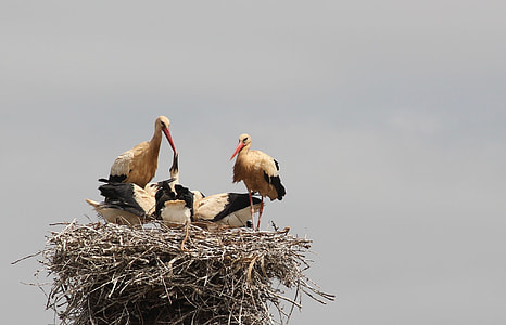 selective focus photography of five white storks on nest thumbnail