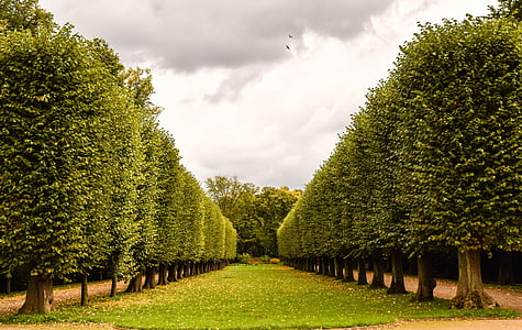 row of trees thumbnail
