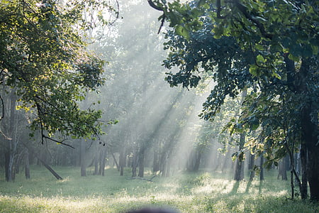 green leafed trees with sun rays thumbnail