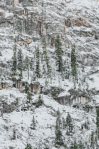 snow-capped mountain with trees thumbnail
