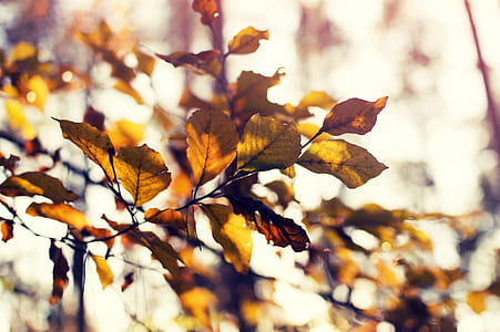 focus photography of brown leafed tree thumbnail