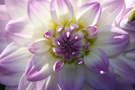 close-up photo of purple and white dahlia flower thumbnail