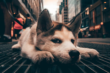 City Dog Chilling thumbnail