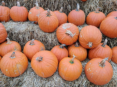 Orange Pumpkin Lot thumbnail