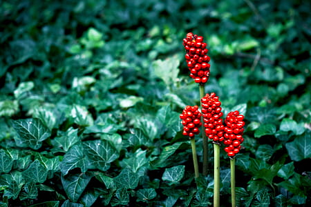 tilt photography of red flowers thumbnail