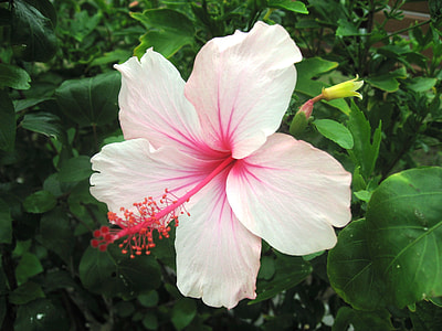 Hibiscus, Ishigaki Island thumbnail