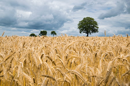 wheat fields thumbnail