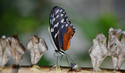 blue and brown butterfly thumbnail