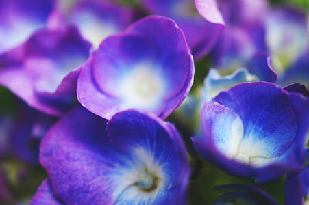 nature, flowers, purple, petals thumbnail