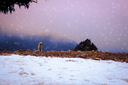 brown dog sitting on brown rocks beside flowing river during daytime thumbnail
