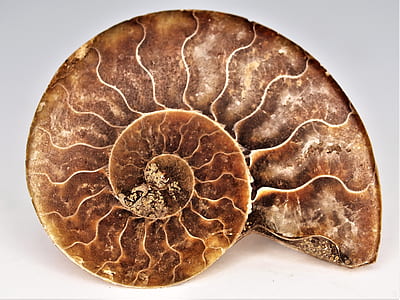 brown nautilus shell thumbnail