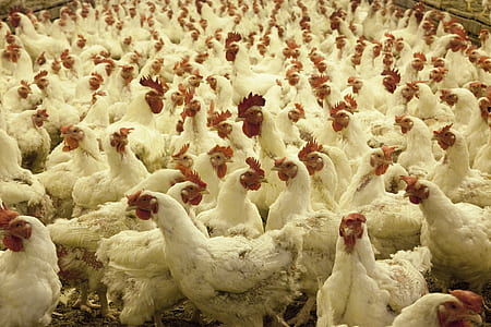 brood of white bantam rooster thumbnail