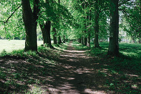Forest alley thumbnail