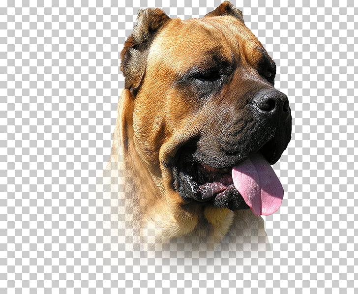 Perro De Presa Canario Dogo Argentino Cane Corso Miniature