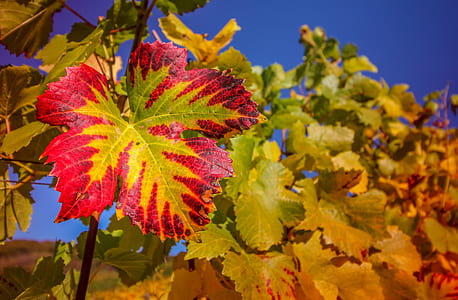red and green leafed thumbnail