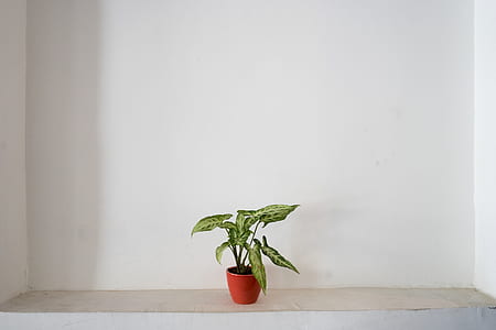 green leafed plant in brown vase on white surface thumbnail