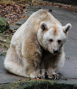 bear sitting on ground thumbnail