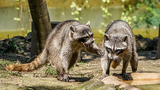 two raccoons walking near body of water during daytime thumbnail