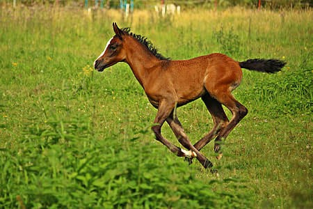 brown pony strides on lush field thumbnail
