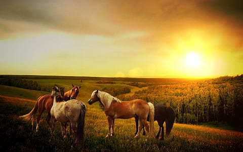 dawn, landscape, nature, sunset thumbnail