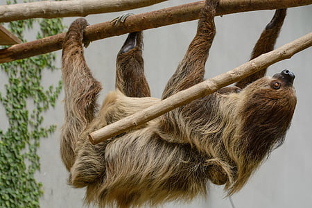 sloth clinging unto tree thumbnail