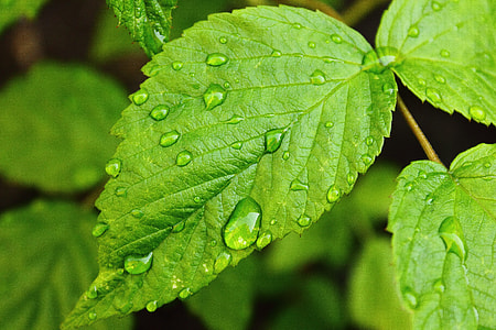 green mint plant with water droplets thumbnail