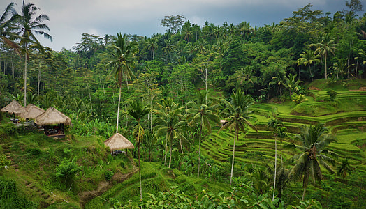 Banaue Rice Terraces at daytime thumbnail