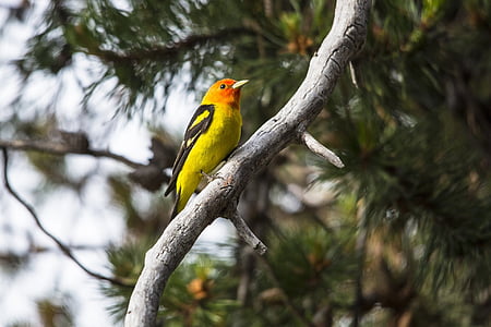 close up photo of yellow and orange bird thumbnail