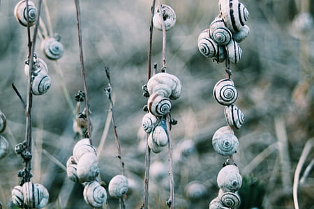 selective focus photography of white snails hanging on plants thumbnail