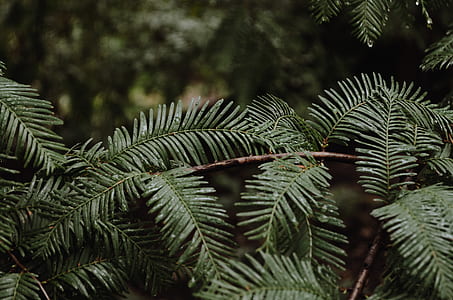 green pine trees close up photo thumbnail