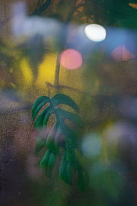 photography of green leaf plant thumbnail