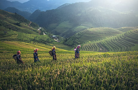 four people walking on cornfield thumbnail