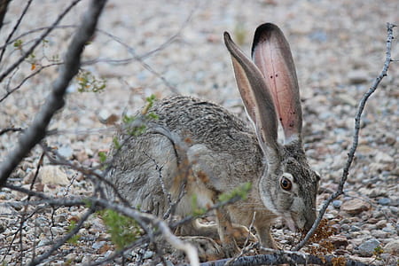 gray rabbit thumbnail