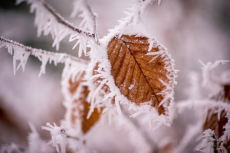 brown leaf covered by snow thumbnail