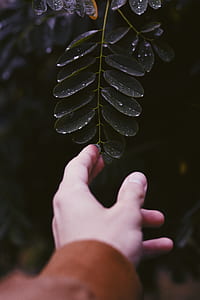 selective focus photography of person holding green leaves with water dew thumbnail