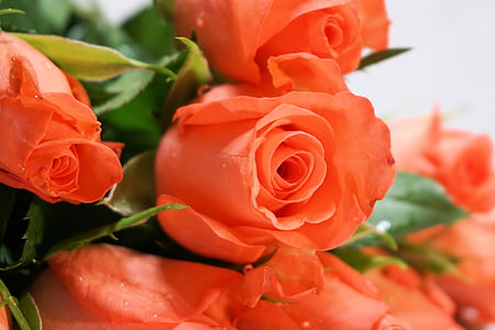 selective focus photography of bunch of orange roses thumbnail